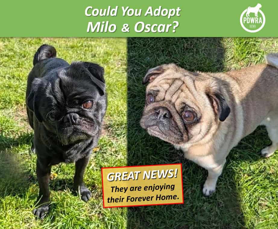Could You Adopt Milo & Oscar?