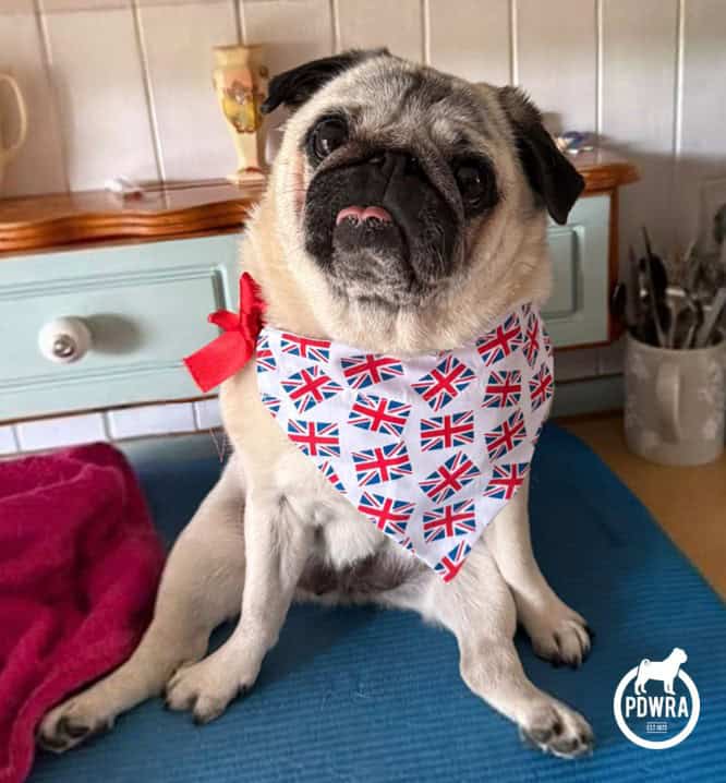 Daphne on VE Day, inspiration for Fundraising!