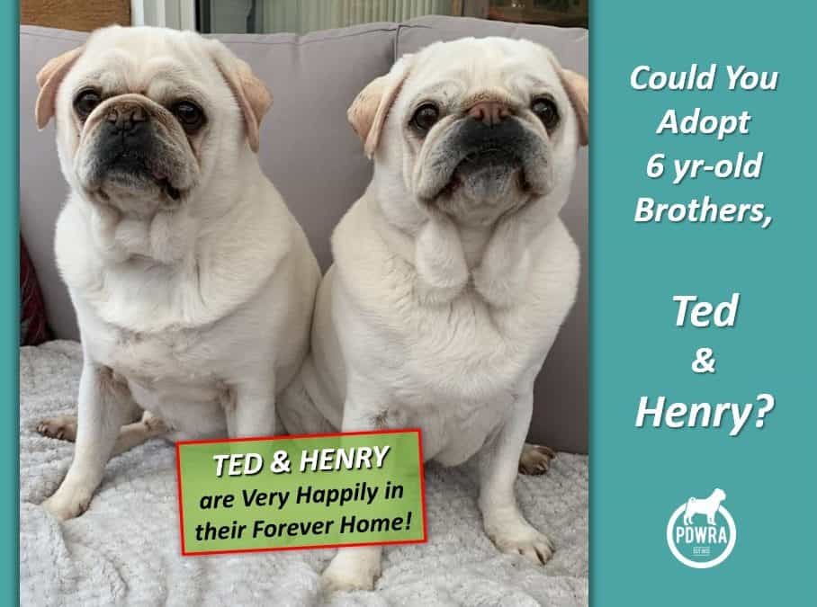 Ted & Henry are looking for their Forever Home!