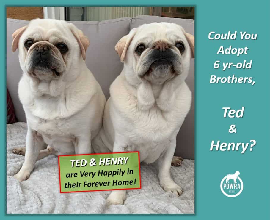 Ted & Henry are looking for their Forever Home!