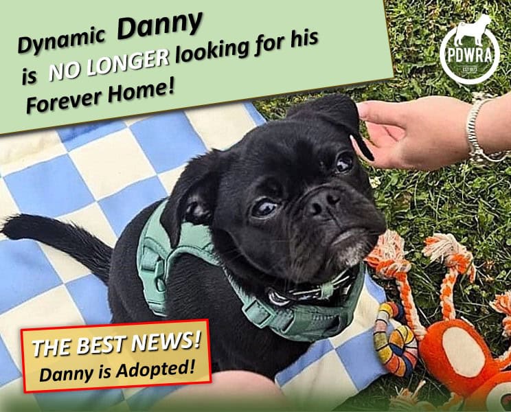 Dynamic Danny needs his Forever Home!