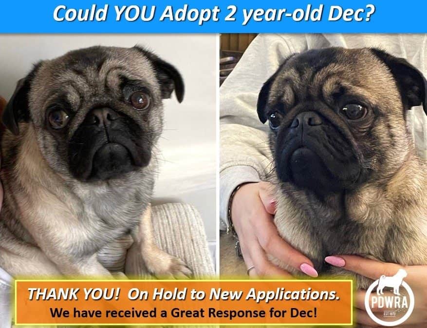 Could You Adopt 2 year-old, Dec?