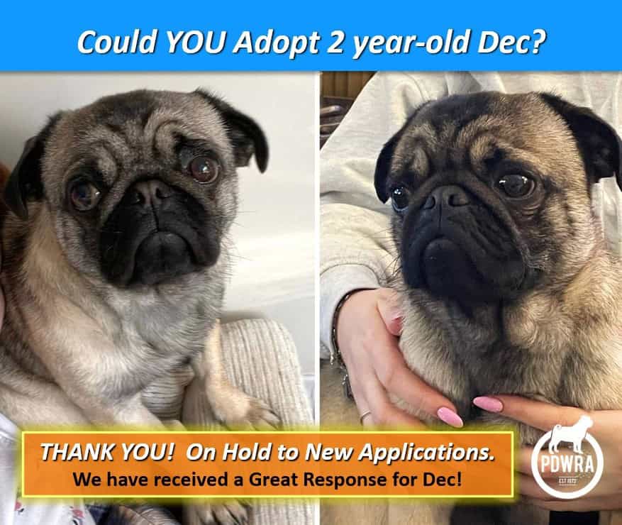 Could You Adopt 2 year-old, Dec?