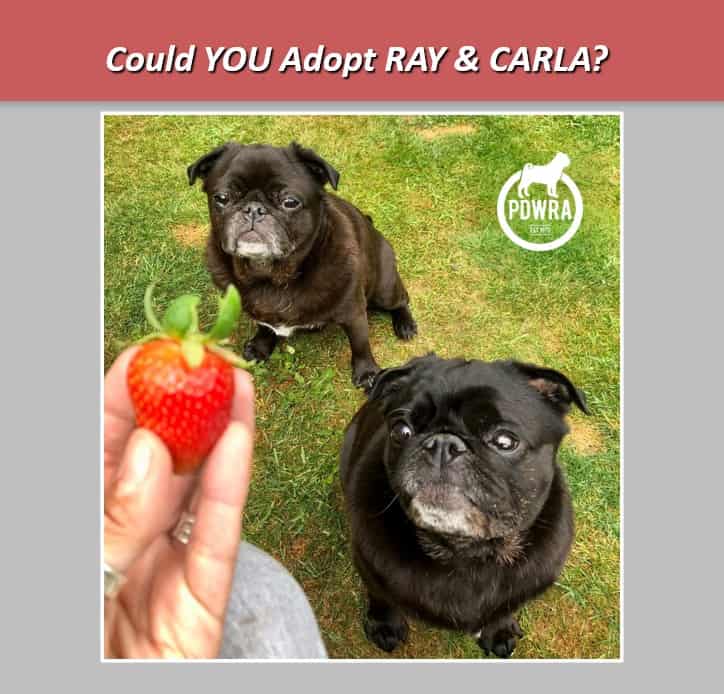 Could You Adopt Brother & Sister, Ray & Carla?