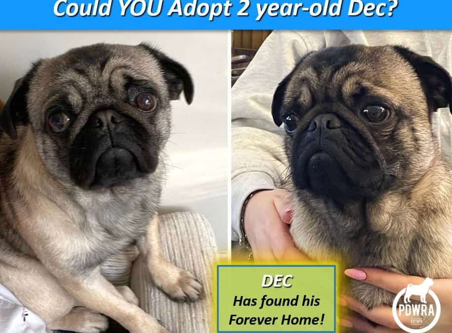 Could You Adopt 2 year-old, Dec?