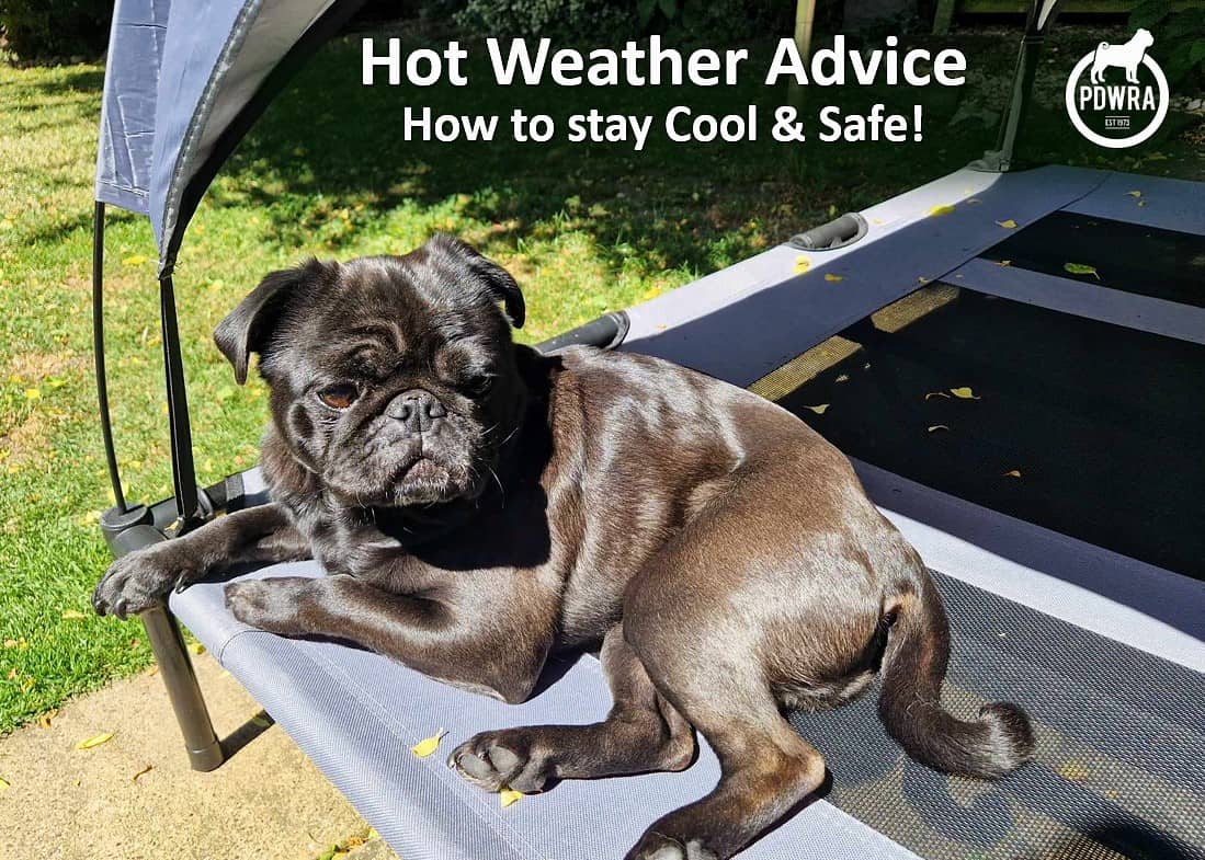 Hot Weather Alerts & Advice for our Pugs’ Health.