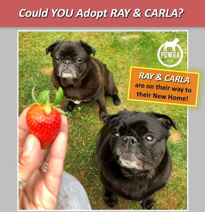 Could You Adopt Brother & Sister, Ray & Carla?