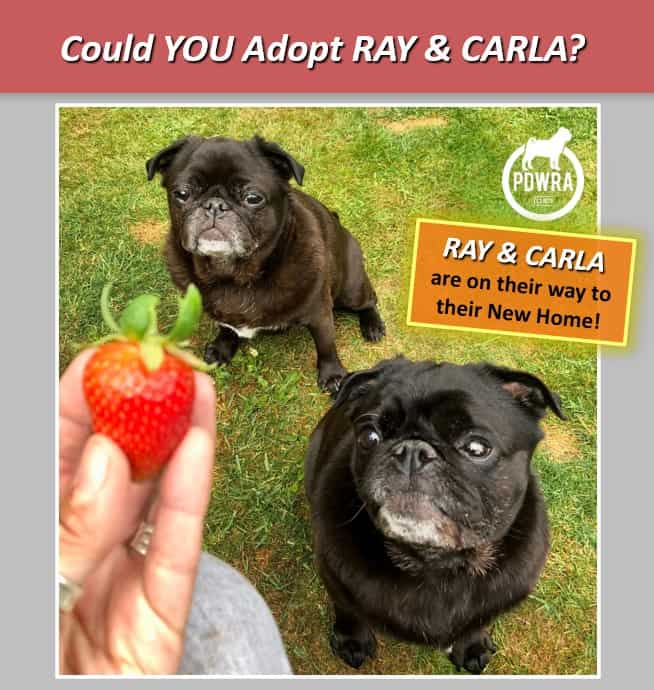 Could You Adopt Brother & Sister, Ray & Carla?