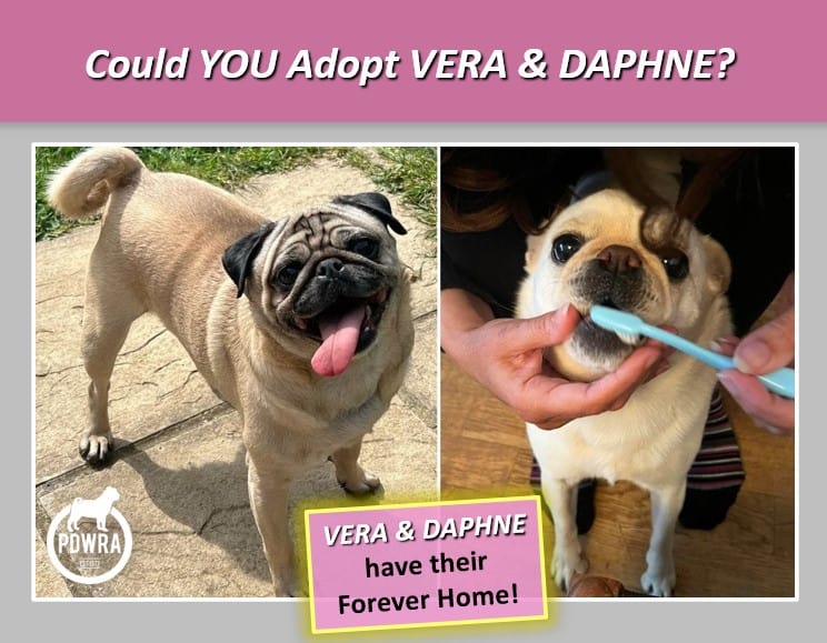 5 year-olds’ Daphne & Vera need their Forever Home Together!