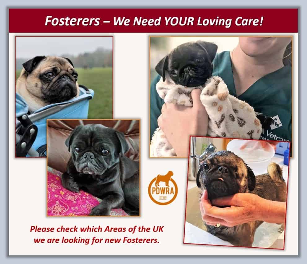 PDWRA Pug