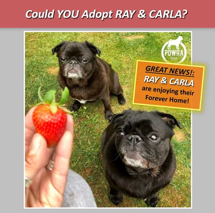 Could You Adopt Brother & Sister, Ray & Carla?