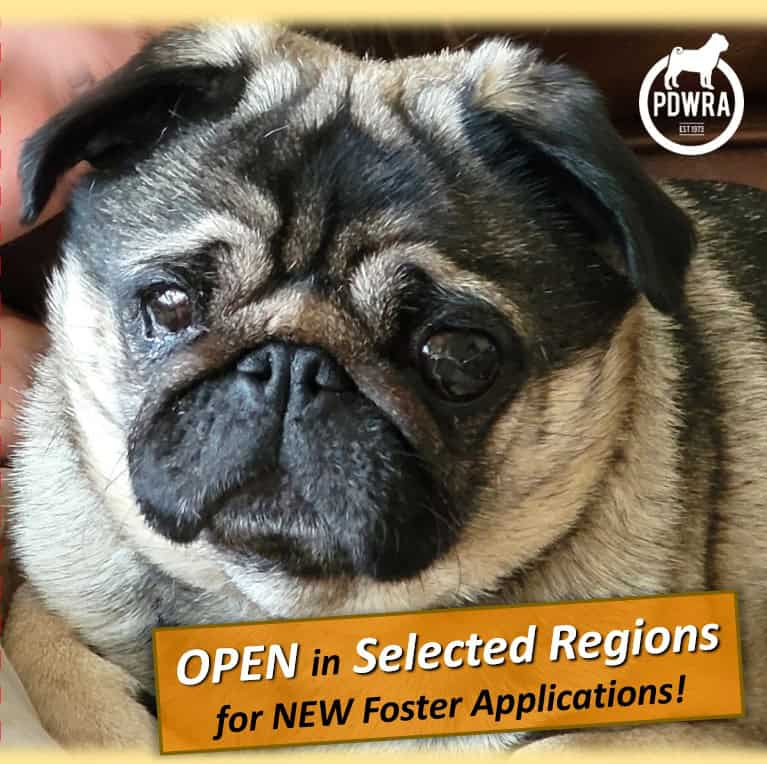 2025-08-12 (1) Fostering Pugs PDWRA
