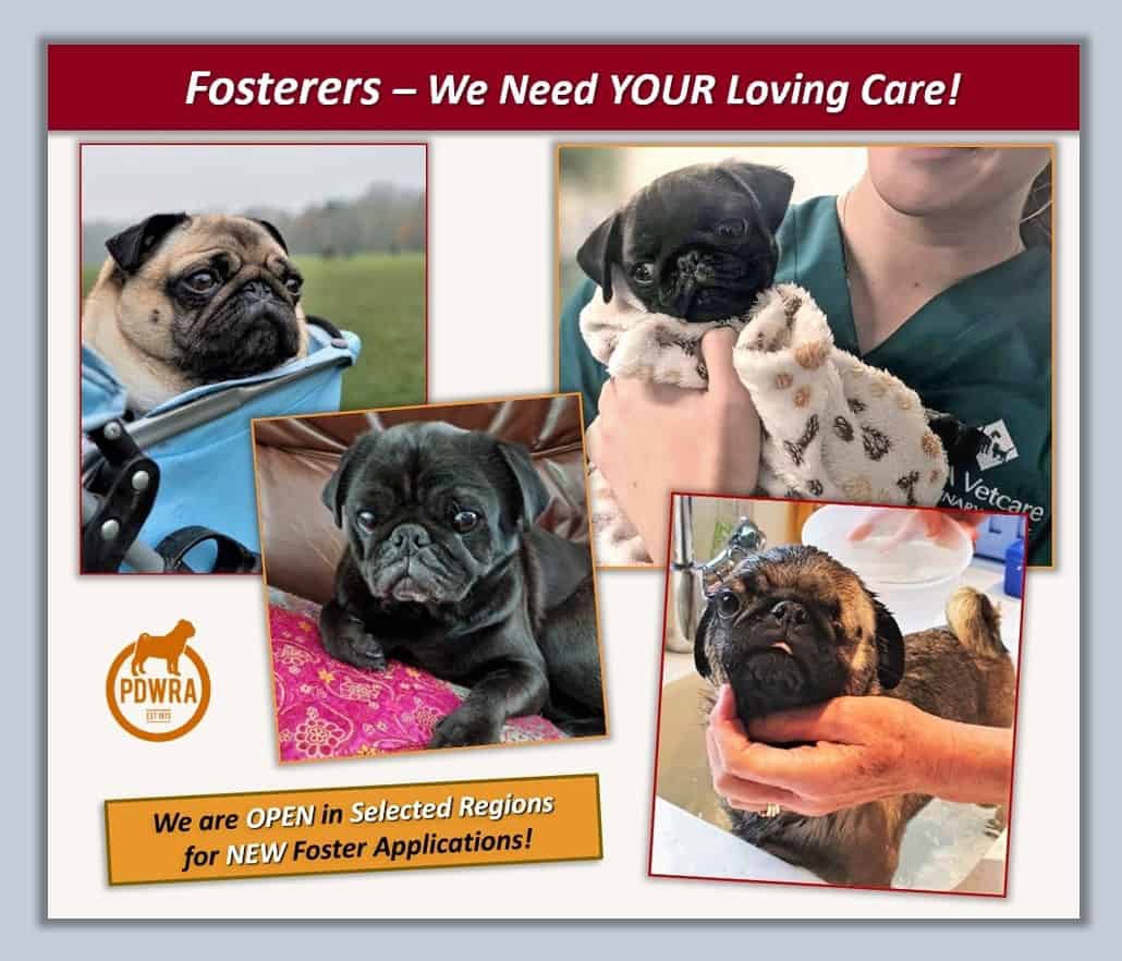 2025-08-14 (10) PDWRA Pug