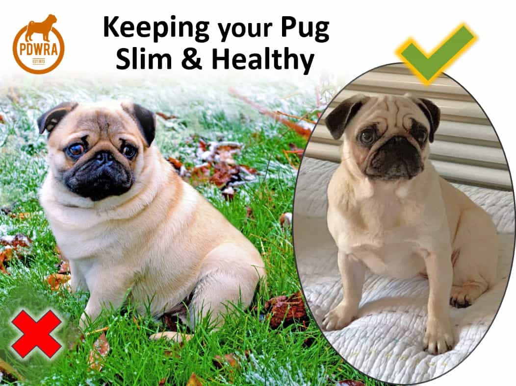 The Importance of Keeping Pugs Slim, therefore Healthy.