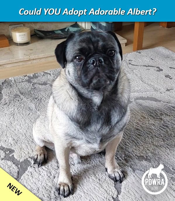 Adorable Albert is looking for his forever home.