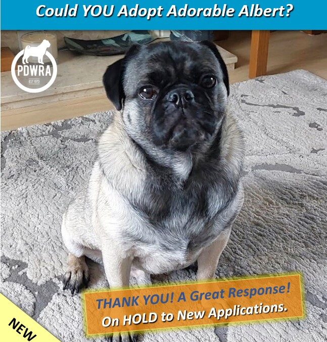 Adorable Albert is looking for his forever home.