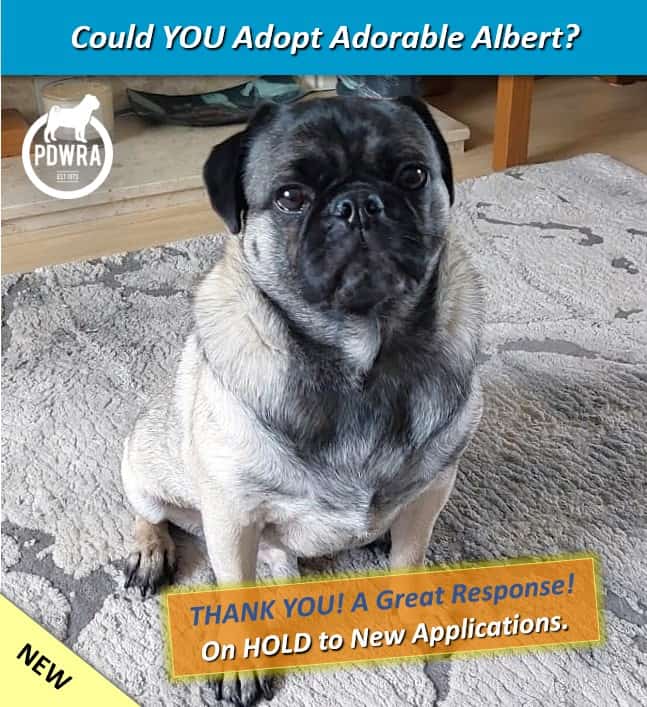 Adorable Albert is looking for his forever home.