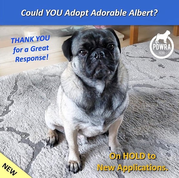 Adorable Albert is looking for his forever home.
