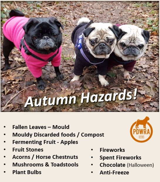 Autumn Hazards are on their way!