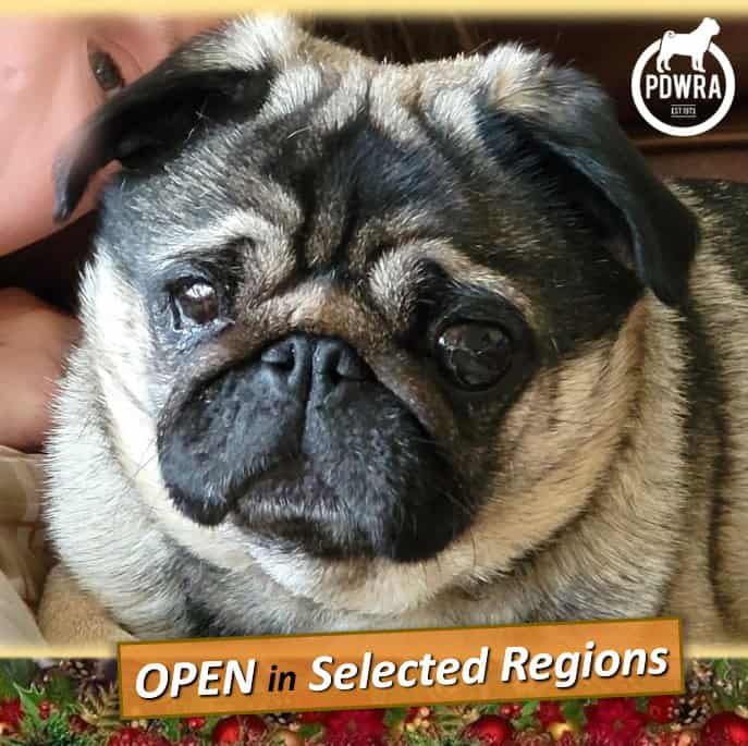 Fostering Pugs PDWRA