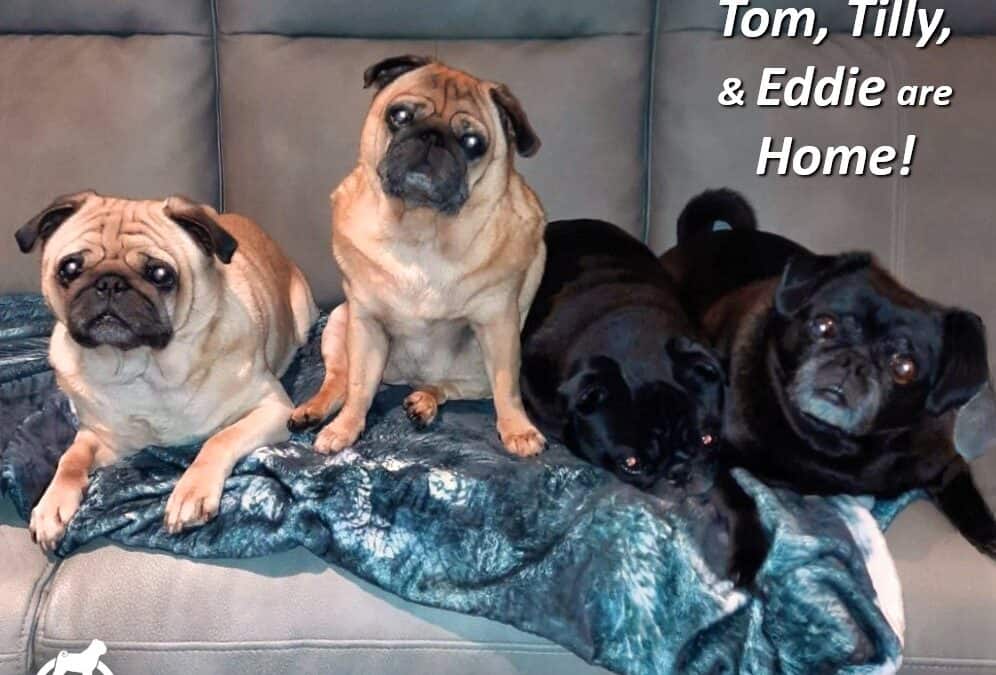 Tom, Tilly & Eddie are Home!
