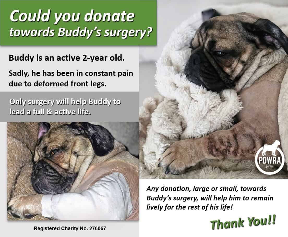 Could You Donate towards Buddy’s surgery?