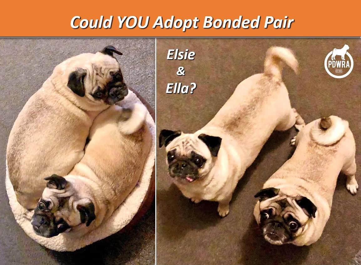 Elsie & Ella need their Forever Home please!