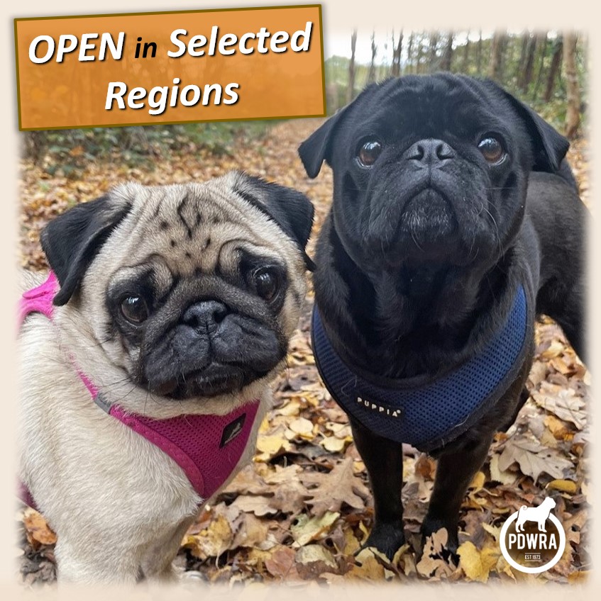 Fostering Pugs PDWRA