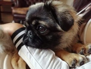 Pekingese best sale pug mix