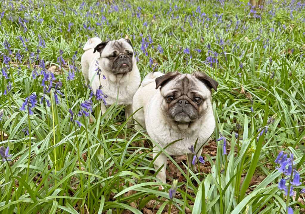 Bertie & Iris Pugs