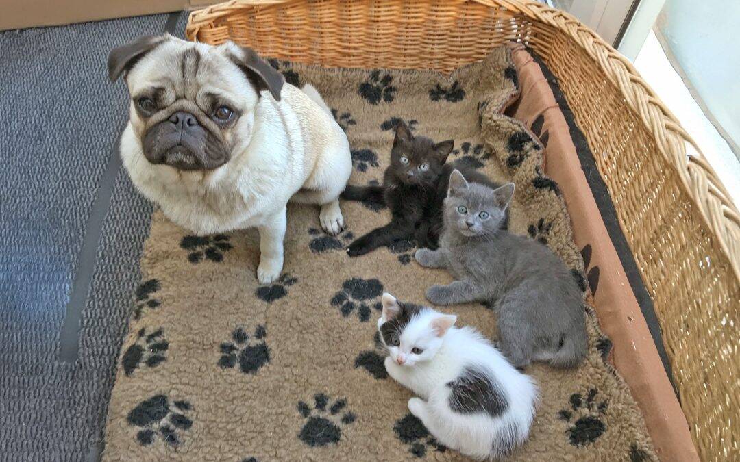 Iris the Pug and Kittens
