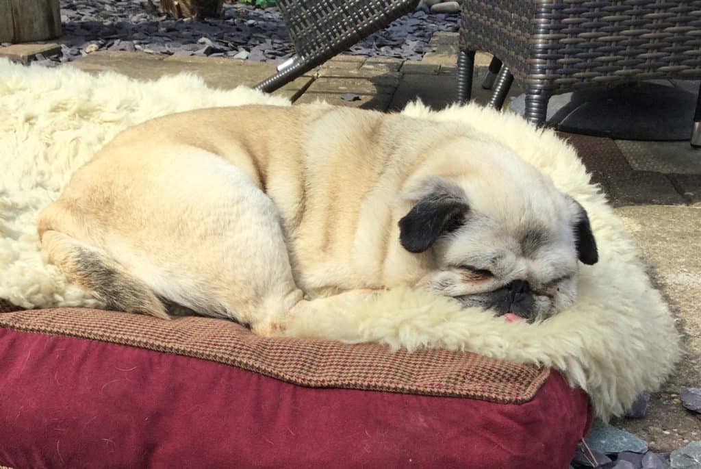 Lucy the Pug