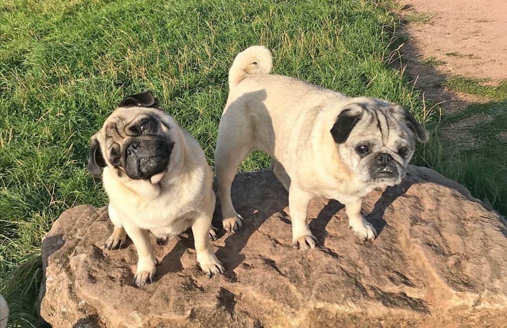 Percy & Alfie Pugs