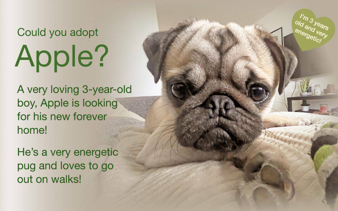 Apple Fawn Pug for Adoption