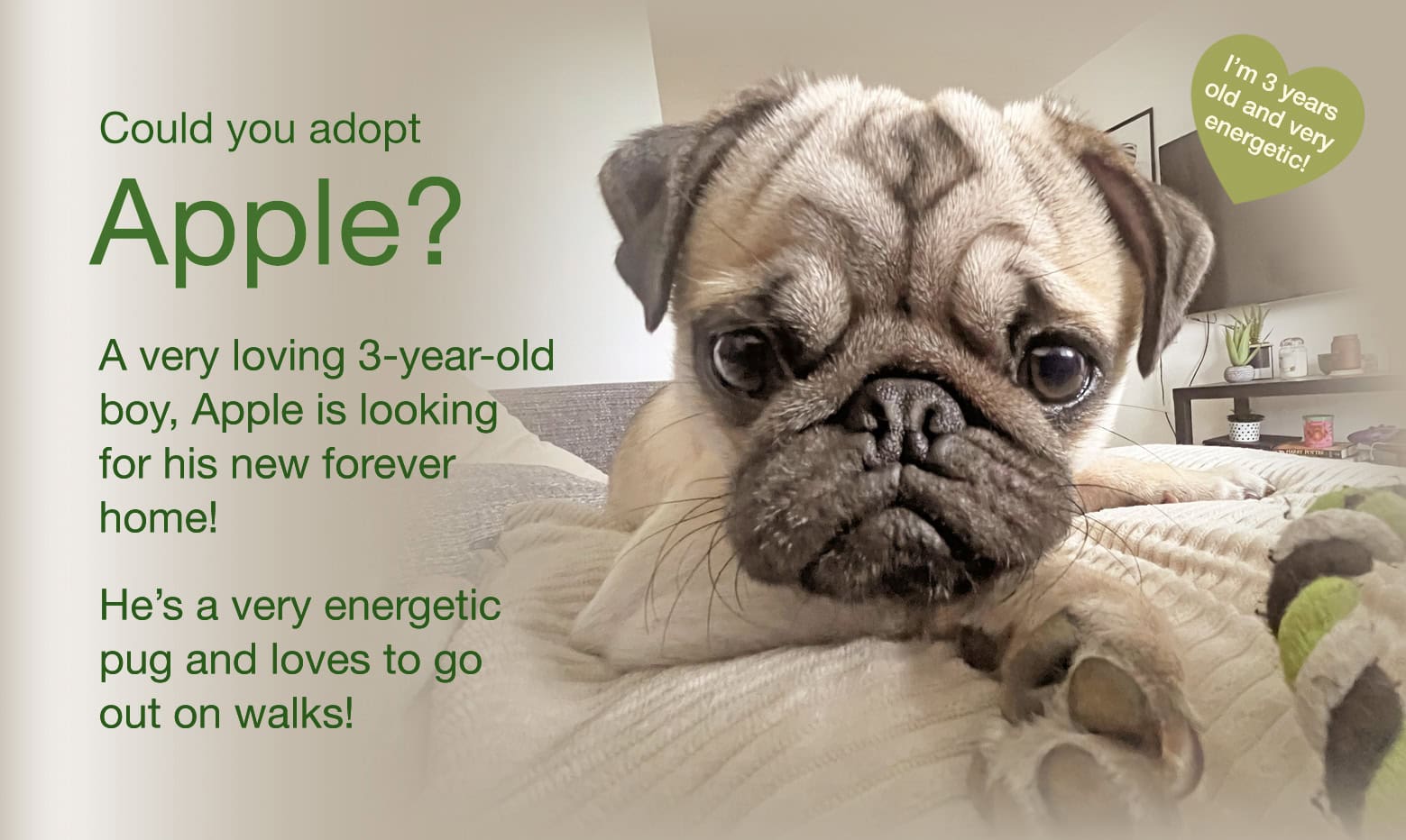 Could You Adopt Young Apple?