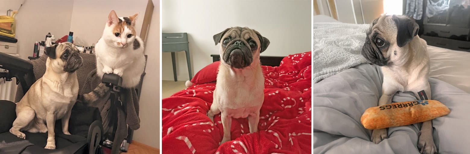Apple Fawn Pug for Adoption