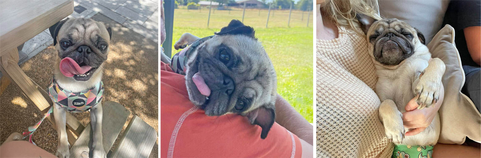 Apple Fawn Pug for Adoption