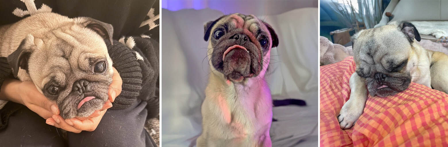 Apple Fawn Pug for Adoption