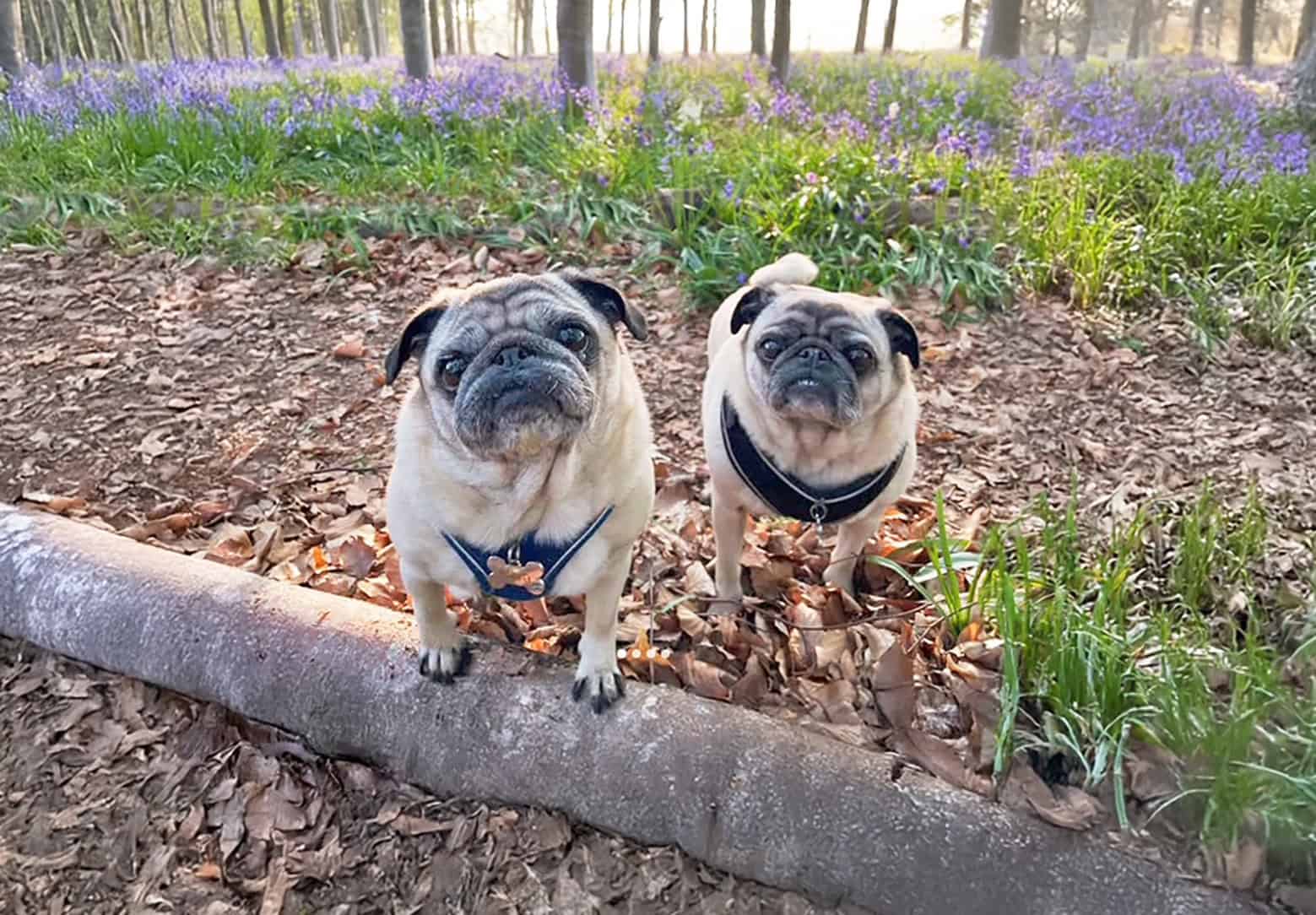 Jayne’s Story of Adopting Arlo & Nora