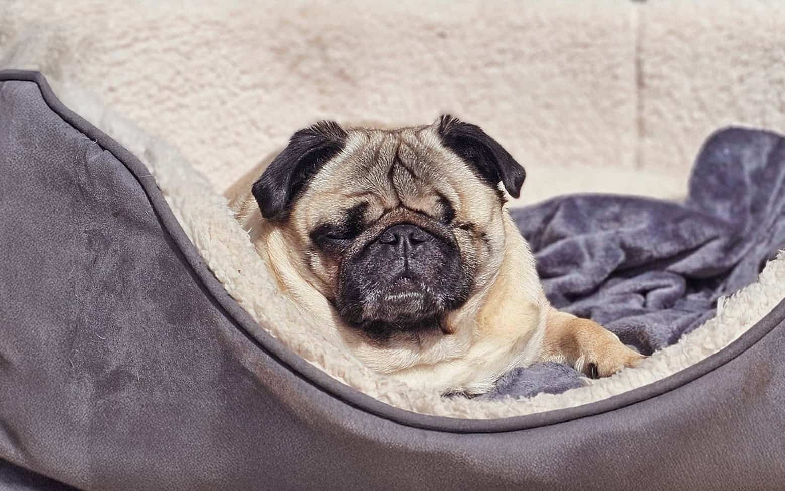 In Memory of Bo