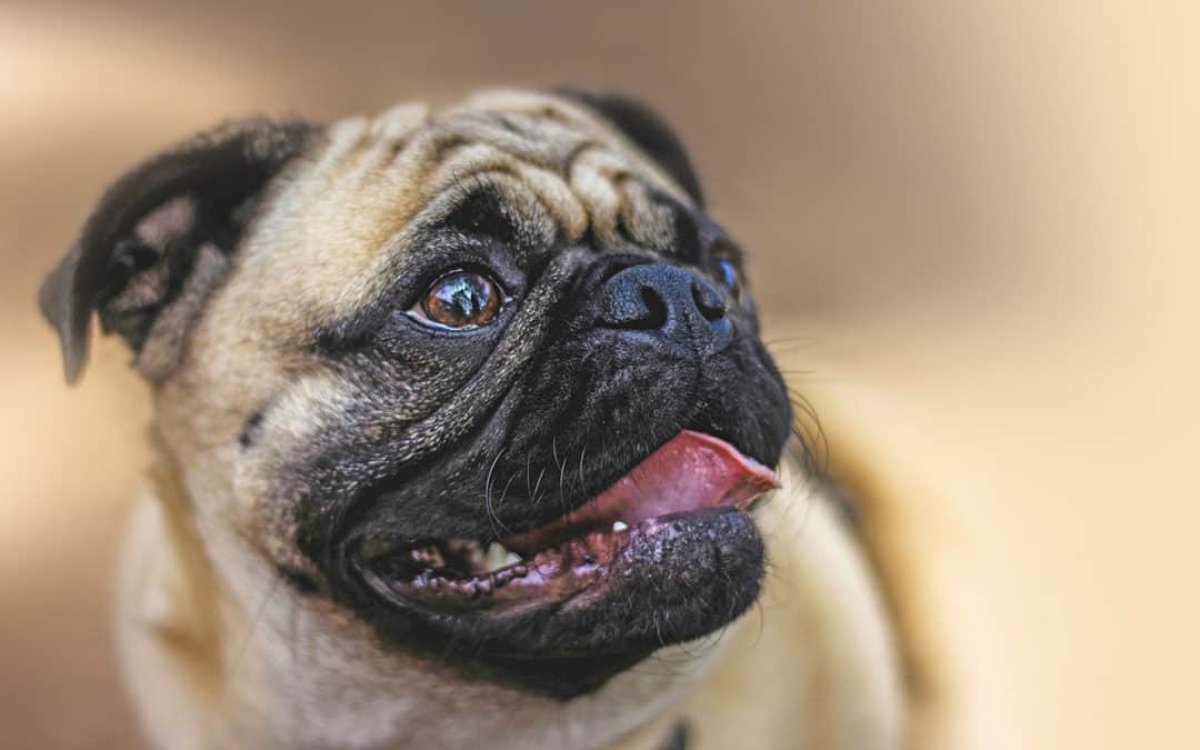 Brachycephalic Obstructive Airway Syndrome