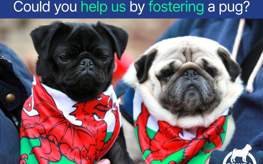 We URGENTLY need more Foster Homes in WALES!