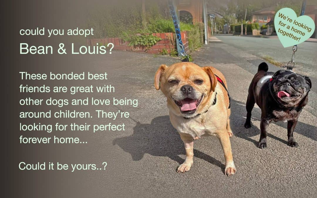 Bean & Louis Bonded Pair Black Pug and Apricot Pug Cross for Adoption