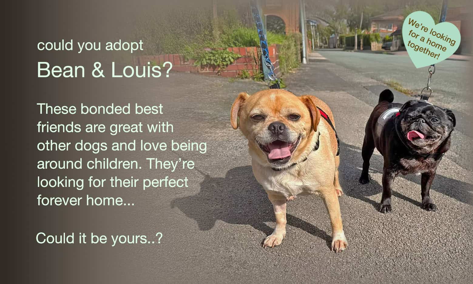 Hello Everyone, We’re Bean & Louis!