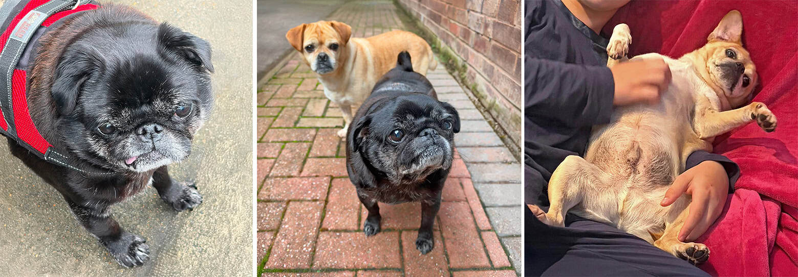 Bean & Louis Bonded Pair Black Pug and Apricot Pug Cross for Adoption