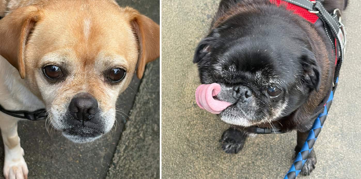 Bean & Louis Bonded Pair Black Pug and Apricot Pug Cross for Adoption