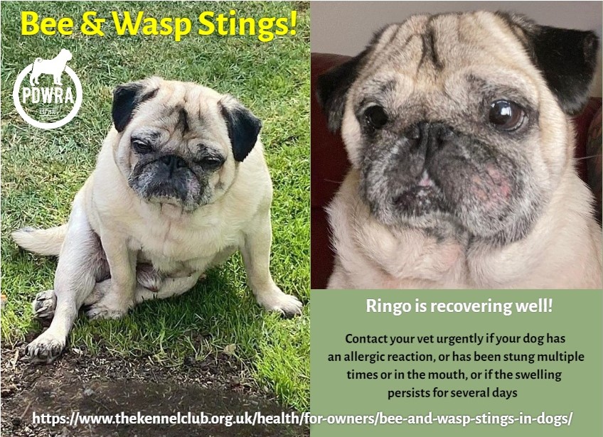 Wasp sting dog clearance treatment