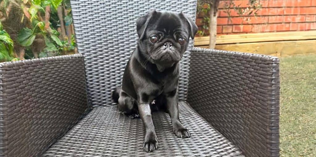 Bee the Black Pug