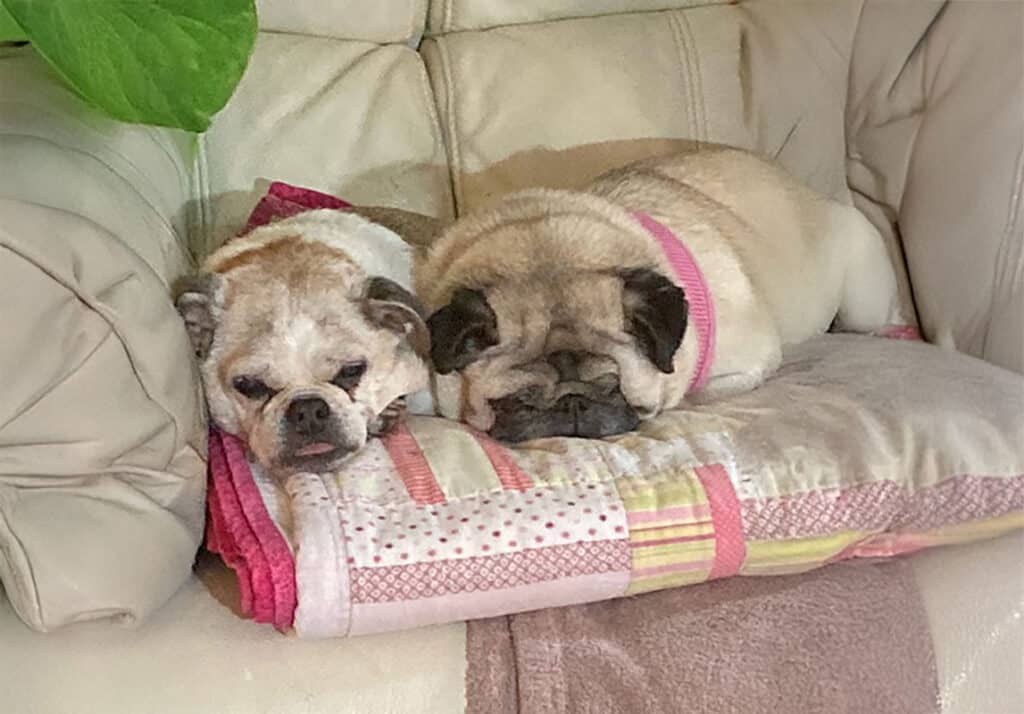 Bella the Pug and Pepper