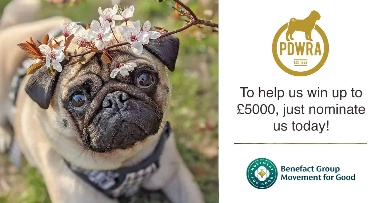 Could you help us to win up to £5000 for Pugs in Need?